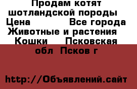 Продам котят шотландской породы › Цена ­ 2 000 - Все города Животные и растения » Кошки   . Псковская обл.,Псков г.